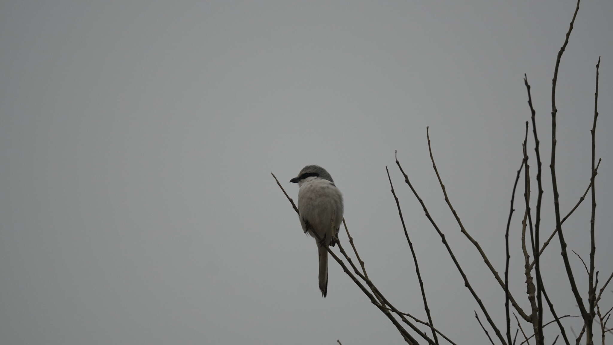 Image of Chinese Grey Shrike