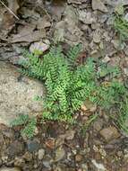 Image of Ozark milkvetch