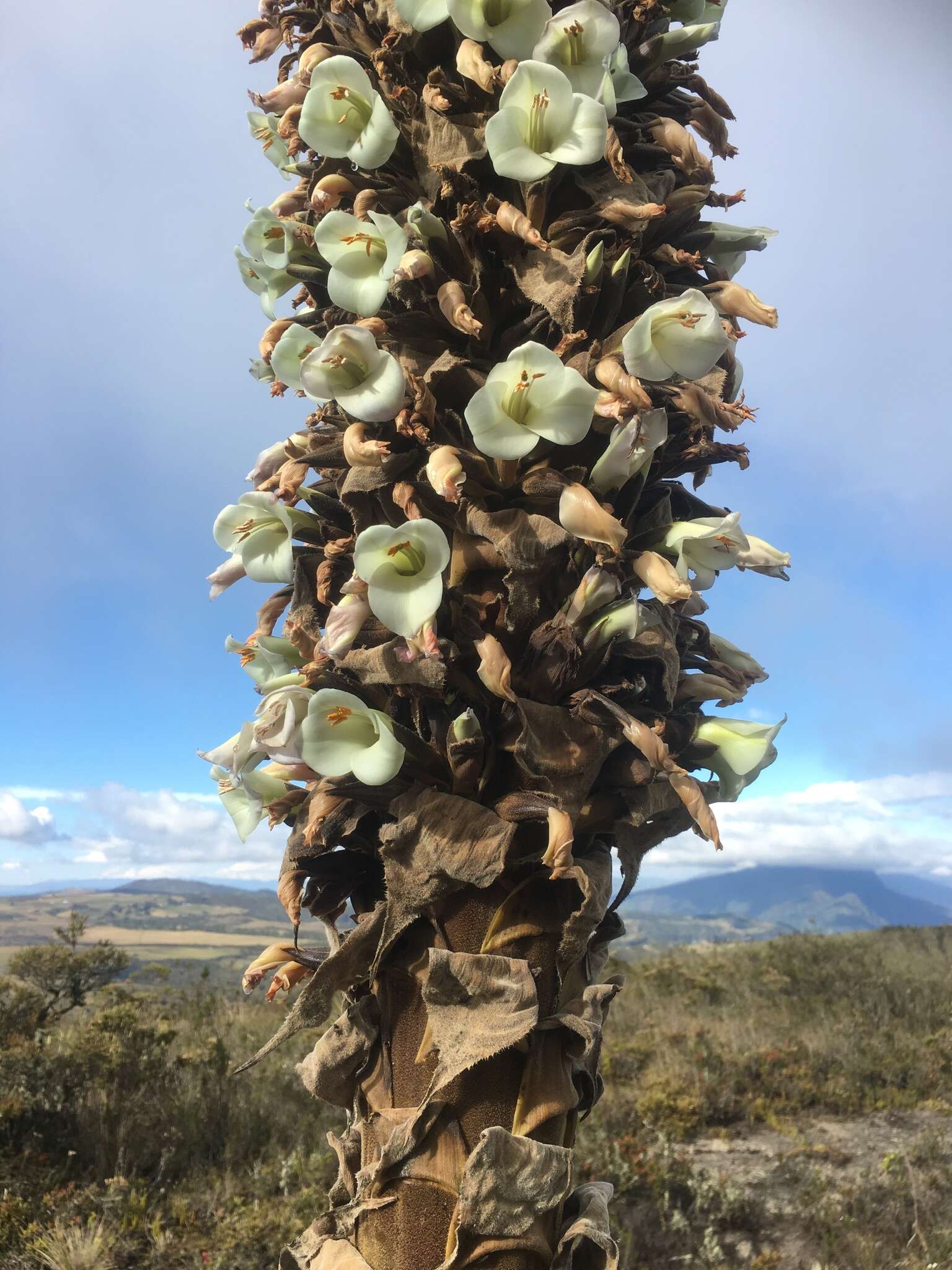 Puya goudotiana Mez的圖片