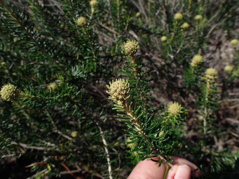 Image of Astrotricha linearis A. Cunn. ex Benth.