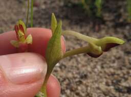 Disa rufescens (Thunb.) Sw. resmi