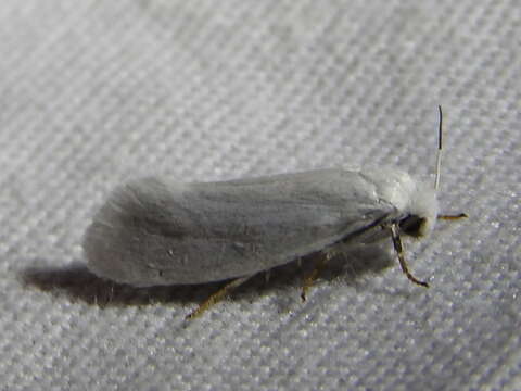 Image of Yucca Moth