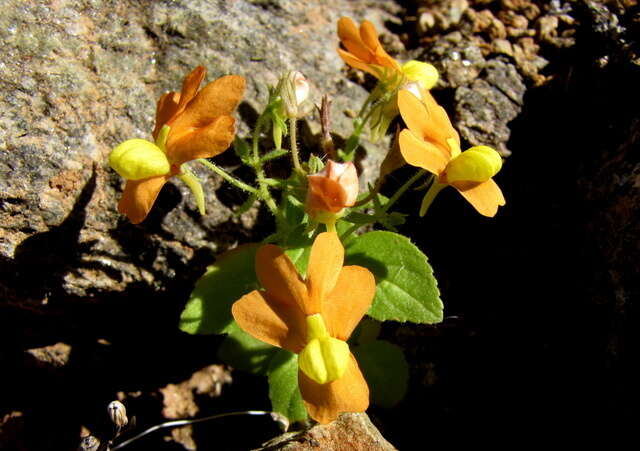 Sivun Nemesia williamsonii K. E. Steiner kuva