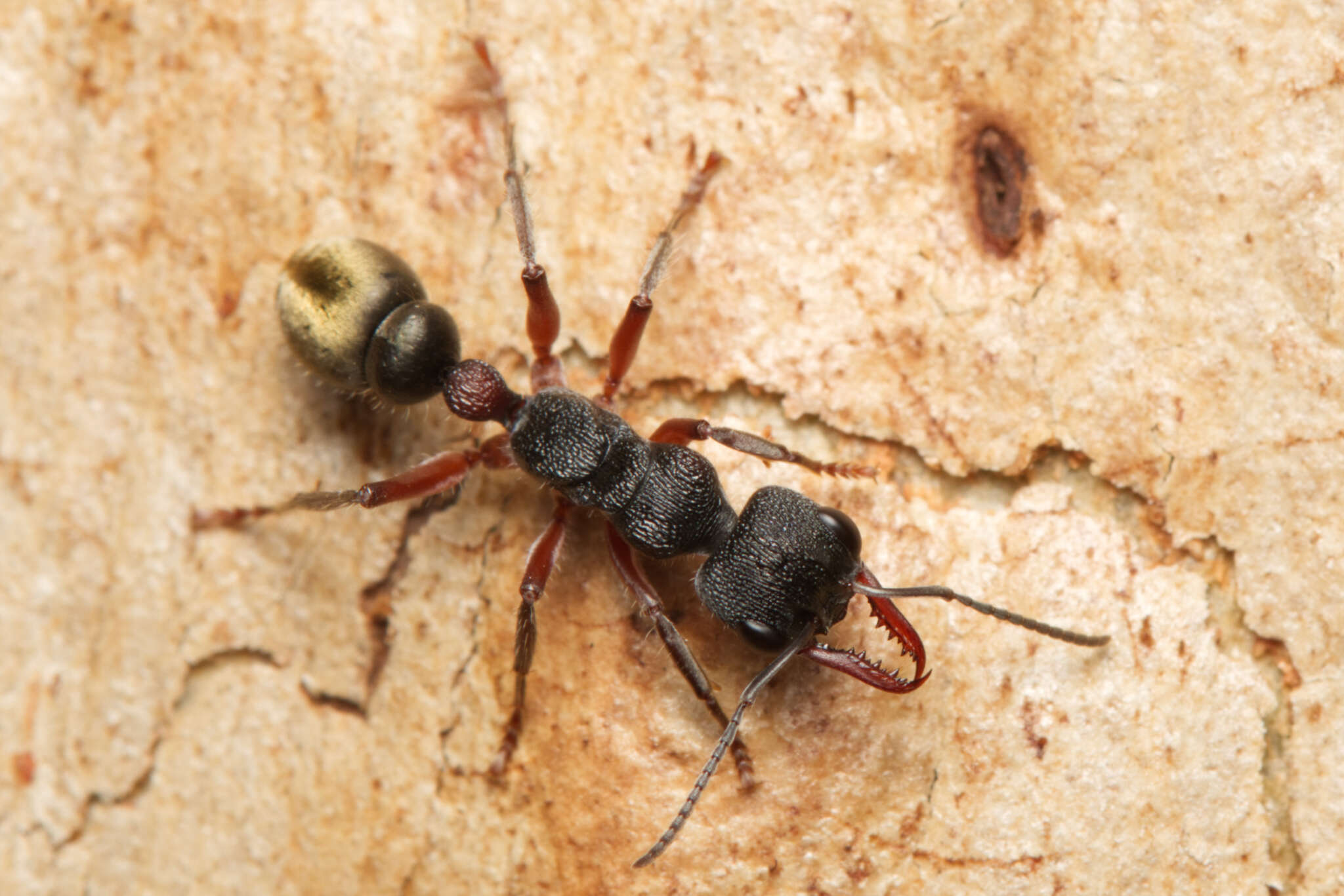 Image of Myrmecia chrysogaster (Clark 1943)