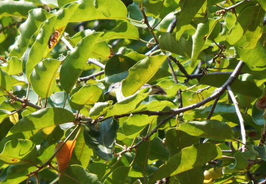 Image of Golden-bellied Gerygone