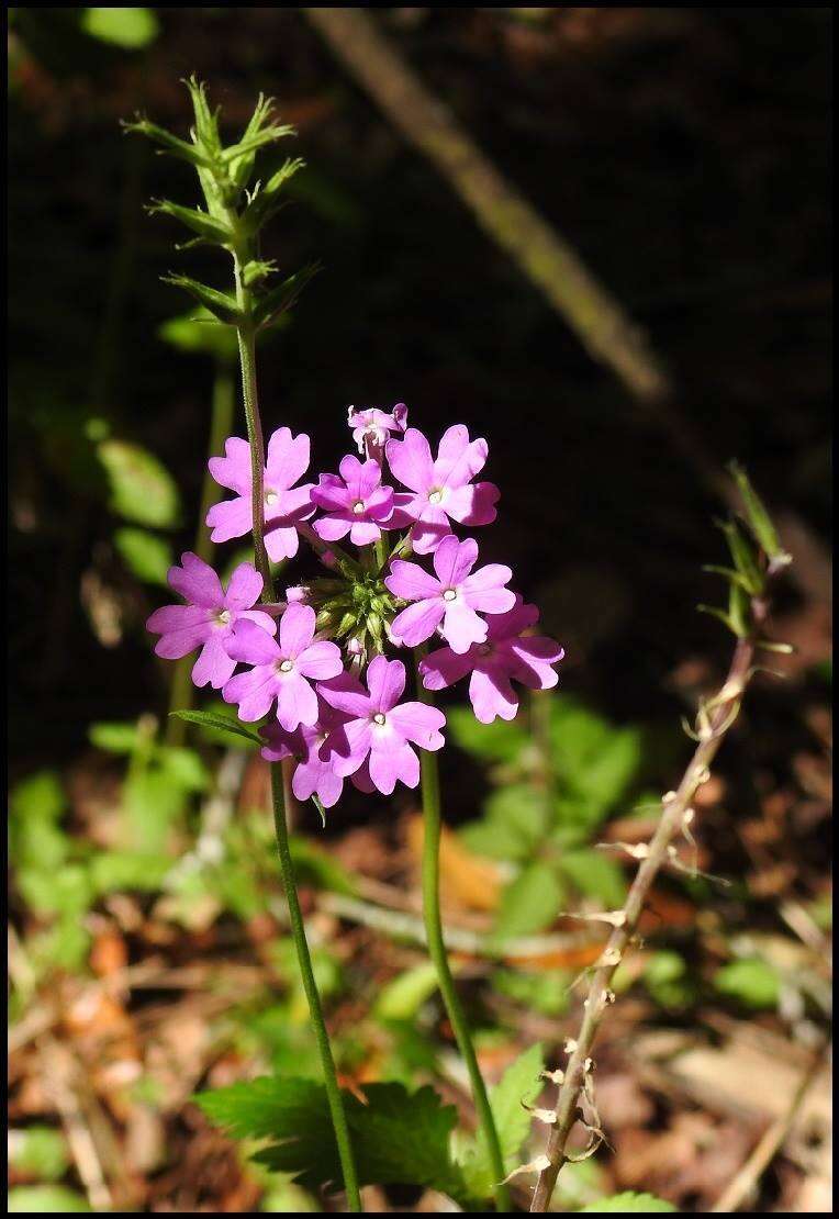 Image de Glandularia tampensis (Nash) Small