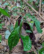 صورة Ruellia terminalis (Nees) D. C. Wassh.