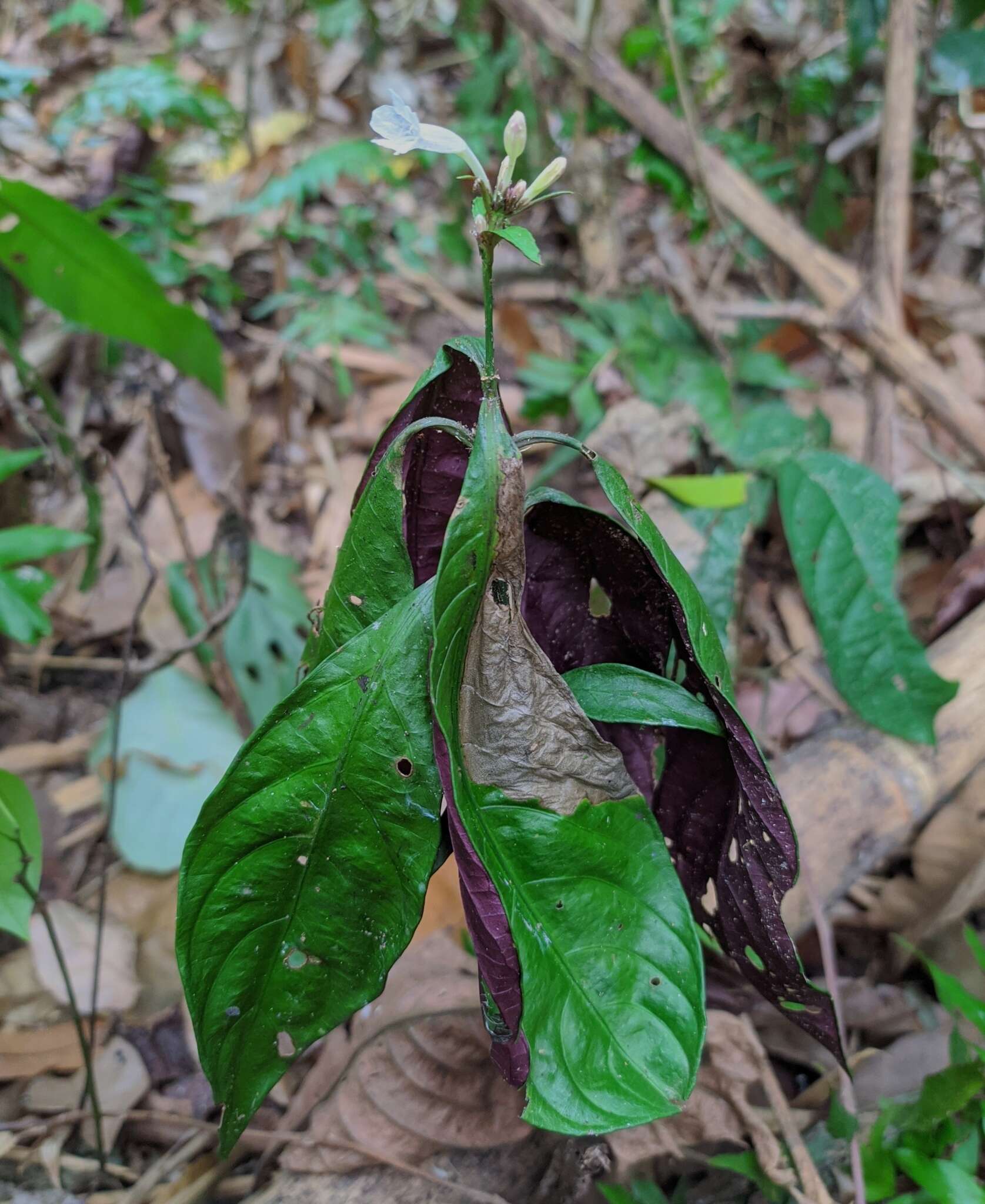 صورة Ruellia terminalis (Nees) D. C. Wassh.