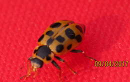 Image of 13-spot ladybird