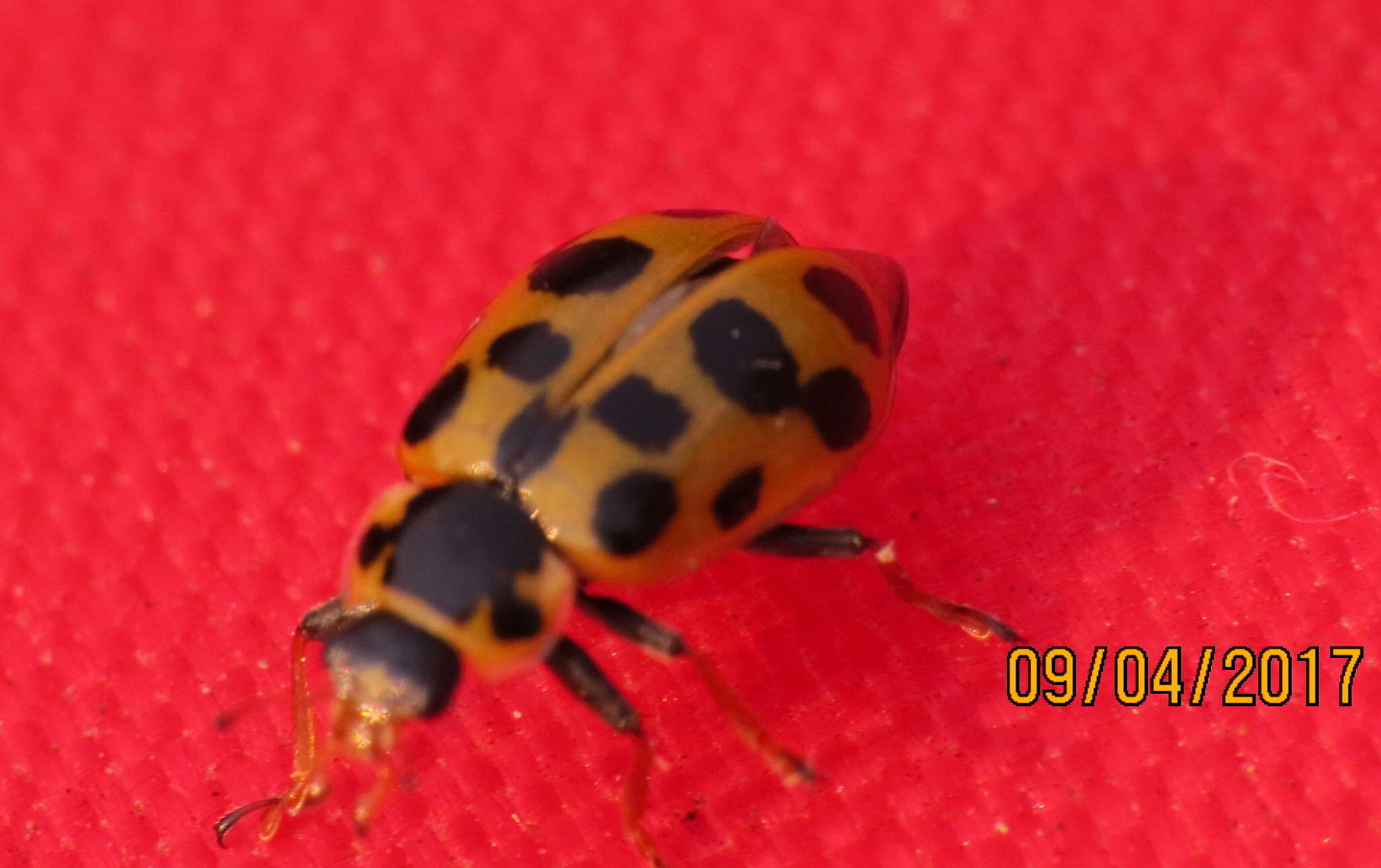 Image of 13-spot ladybird