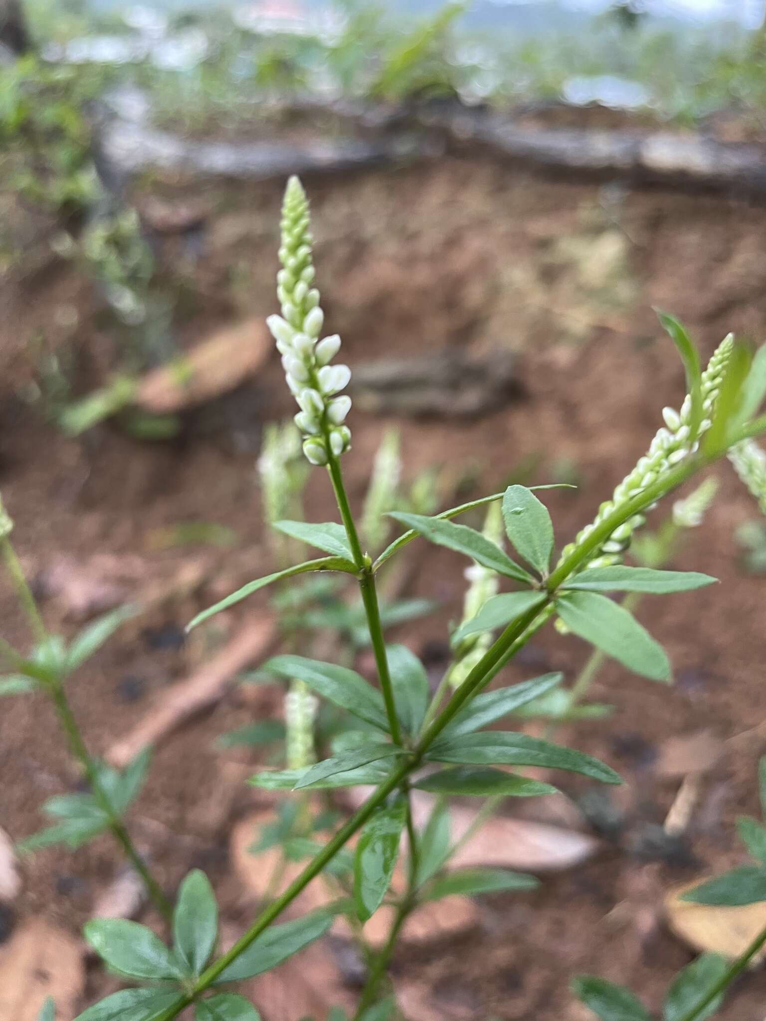 Image of Polygala asperuloides Kunth