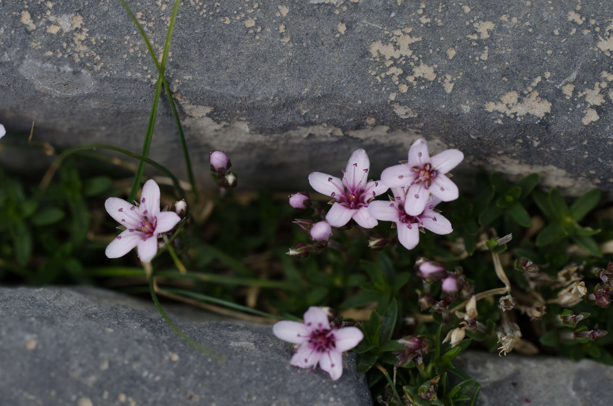 Image de Arenaria purpurascens Ramond ex DC.