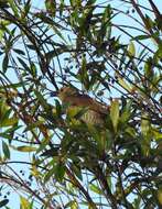 Image of Sericulus Swainson 1825