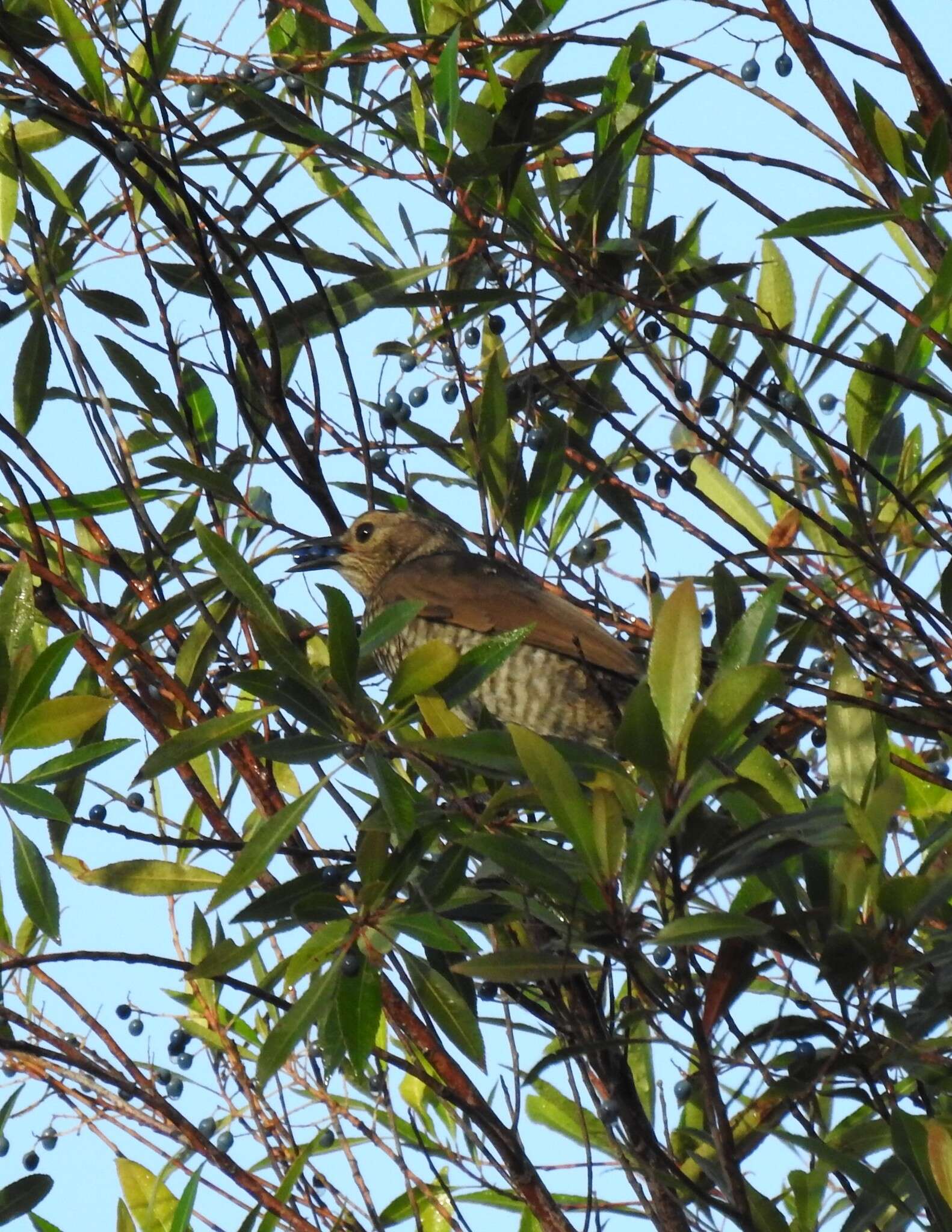 Image of Sericulus Swainson 1825