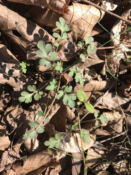 Image of Buttercup Scorpion-Weed