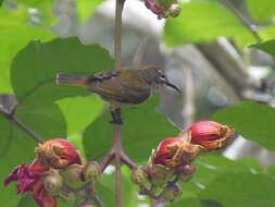 Image of Blue-throated Brown Sunbird