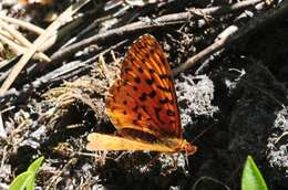 Image of Western Meadow Fritillary