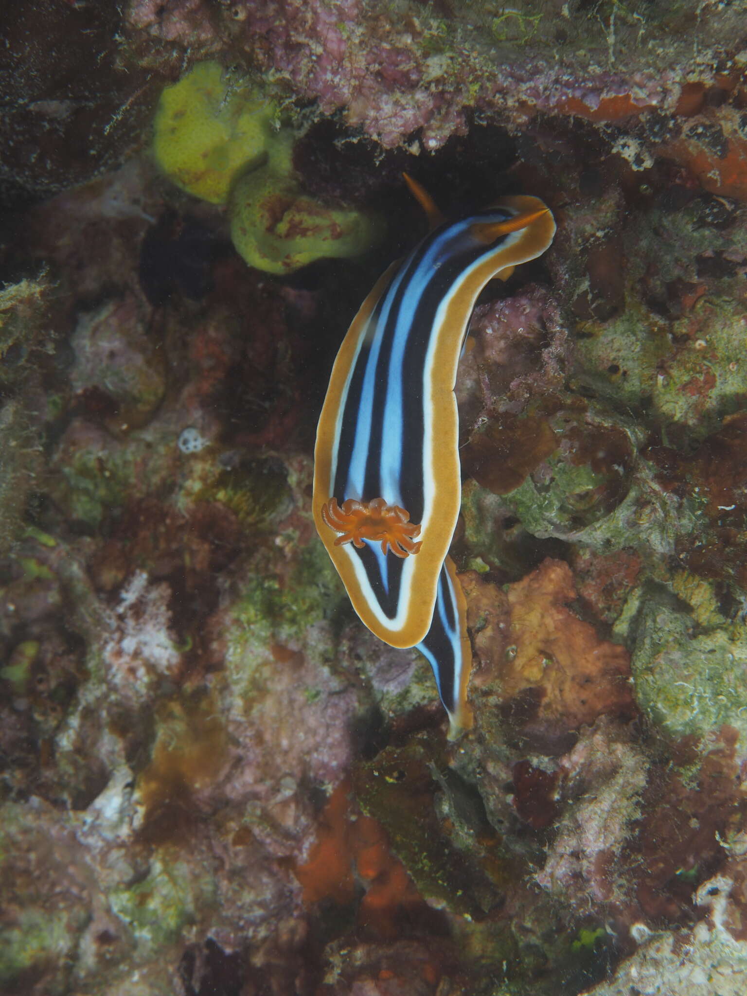 Sivun Chromodoris quadricolor (Rüppell & Leuckart 1830) kuva