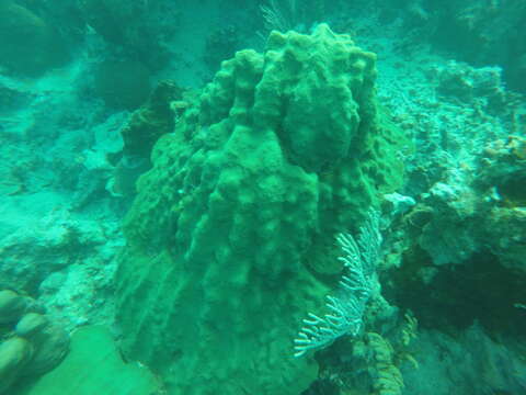 Image of Mountainous Star Coral