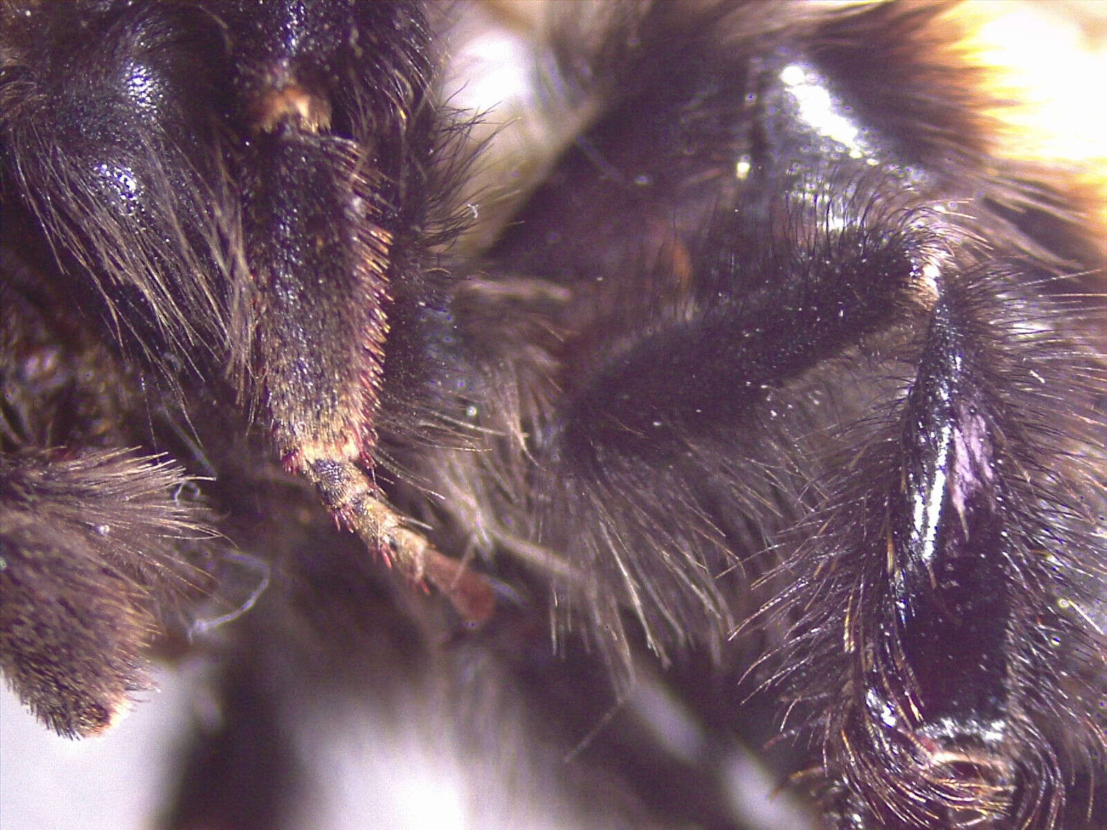 Image of Bombus monticola Smith 1849