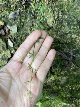 Plancia ëd Galium bungei Steud.