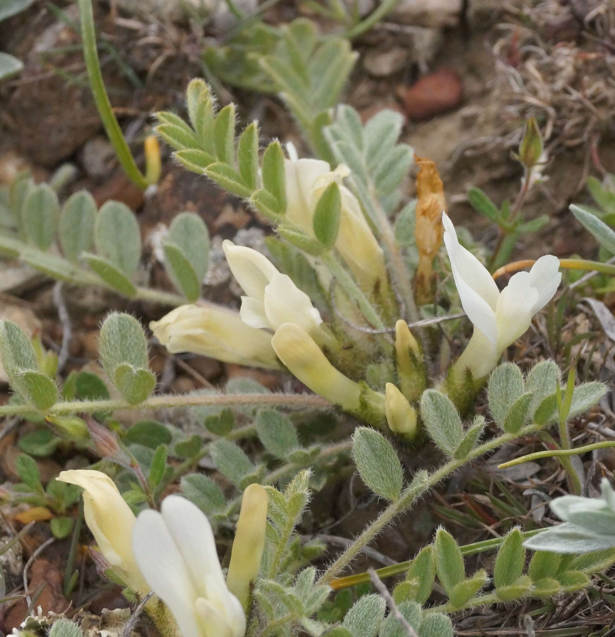 Image of Astragalus rupifragus Pall.