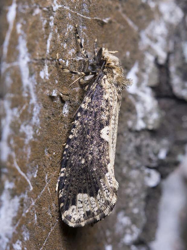 Image of Scardia boletella (Fabricius 1794)