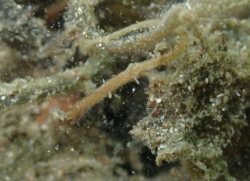 Image of Hairy pipefish