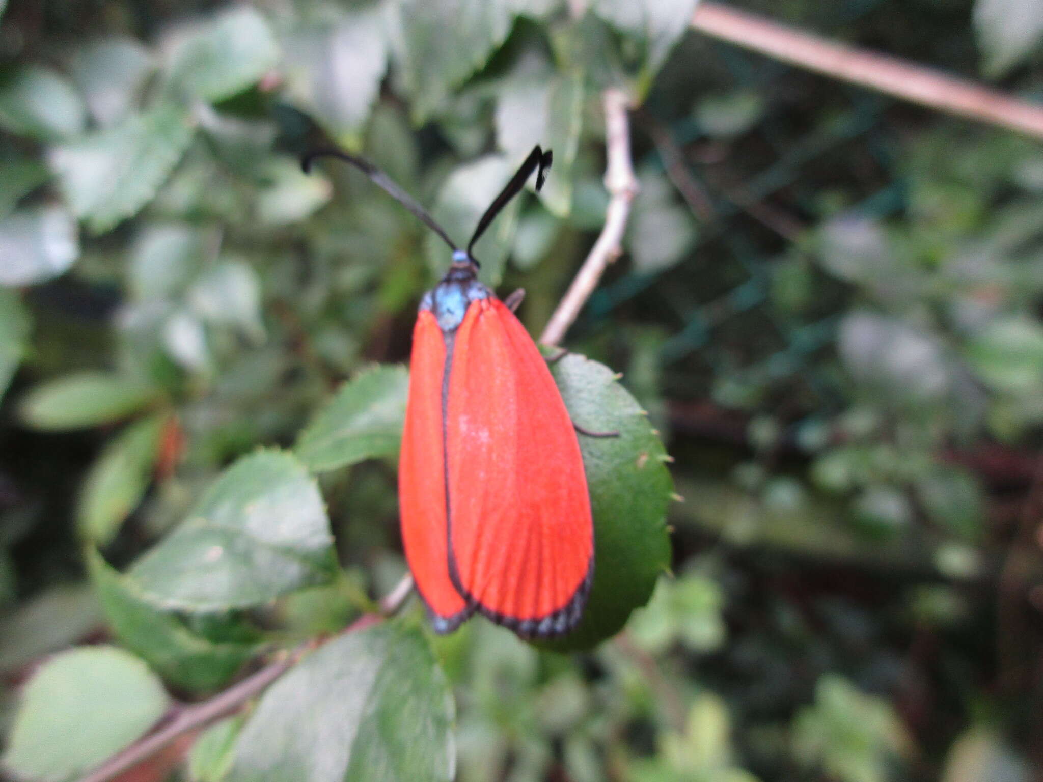 Image of Rhodopsona rutila Jordan 1910