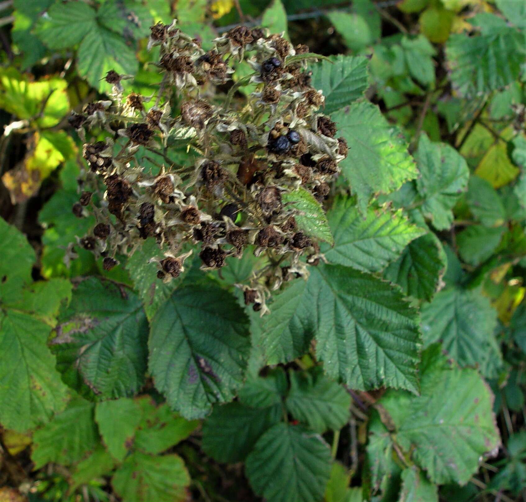 Image of Rubus incurvatus Bab.