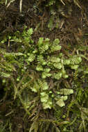 Image of Douinia plicata (Lindb.) Konstant. & Vilnet