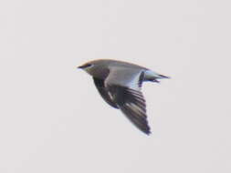 Image of Little Pratincole