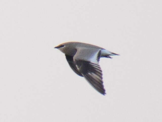 Image of Little Pratincole