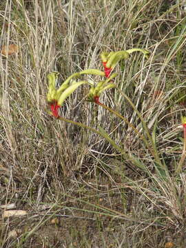 Image of Anigozanthos bicolor subsp. decrescens Hopper