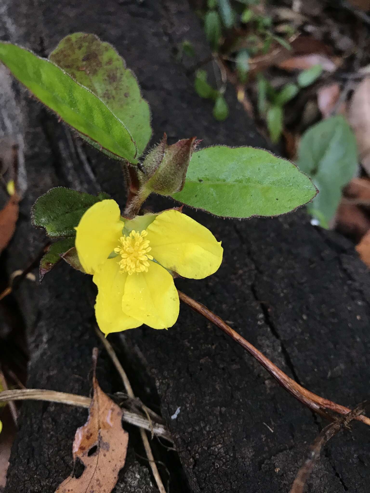 Hibbertia dentata R. Br. resmi