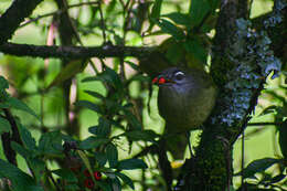 Arizelocichla milanjensis (Shelley 1894)的圖片