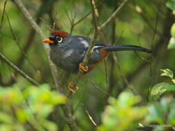 Image of Chestnut-capped Laughingthrush