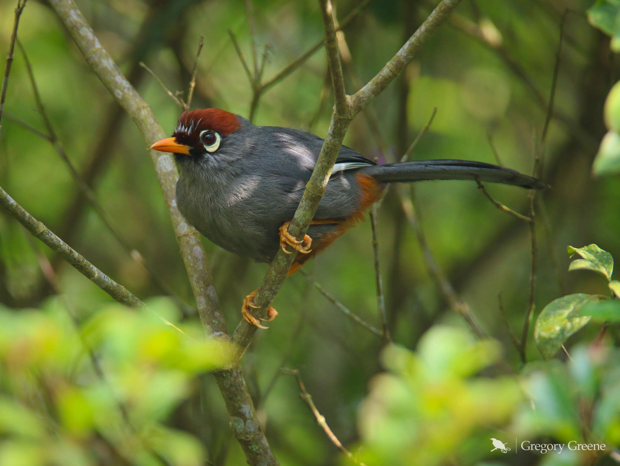 Image of Chestnut-capped Laughingthrush