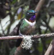 Image of Amethyst-throated Sunangel