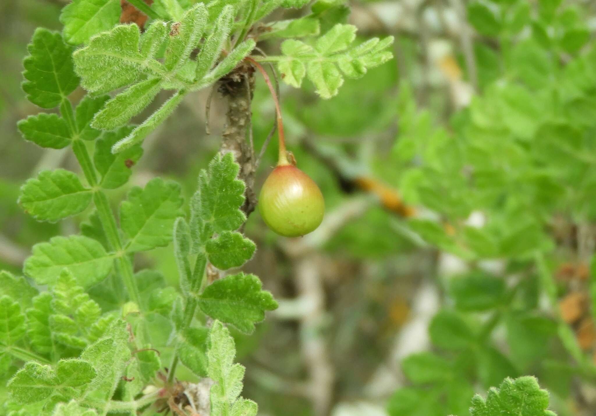 Image of Bursera ribana J. Rzedowski & G. Calderon de Rzedowski