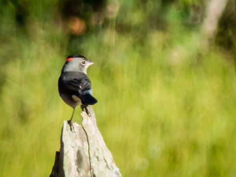 صورة Coryphospingus pileatus (Wied-Neuwied 1821)