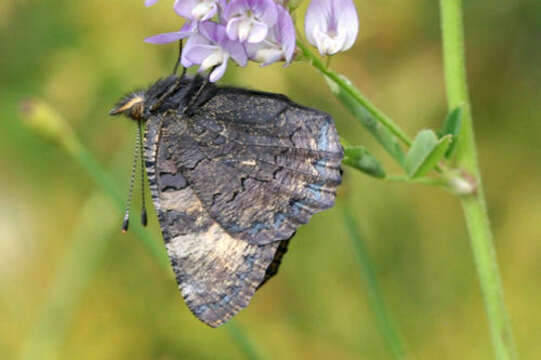 Imagem de <i>Aglais ladakensis</i>