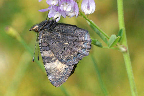 Image de <i>Aglais ladakensis</i>