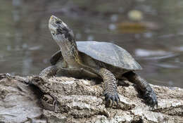 Actinemys marmorata pallida (Seeliger 1945) resmi