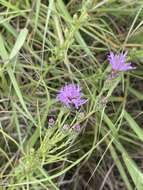 Слика од Liatris bracteata Gaiser