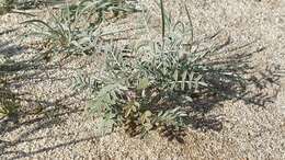 صورة Astragalus aridus A. Gray