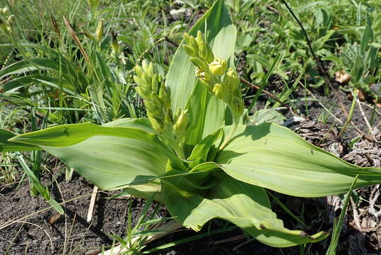 Image of Hypoxis colchicifolia Baker