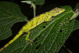 Image of Anolis umbrivagus Bernal-carlo & Roze 2005