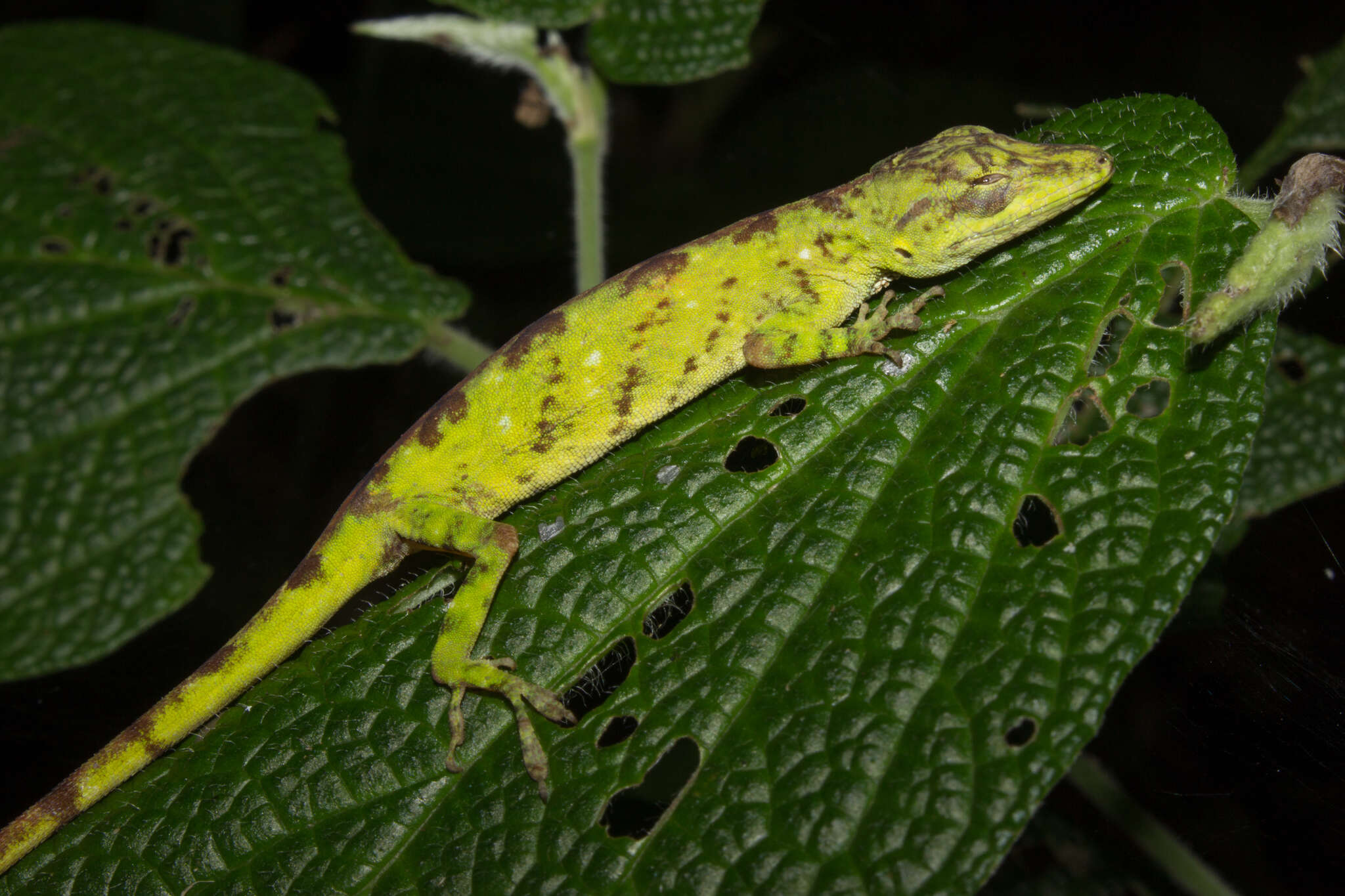 Image of Anolis umbrivagus Bernal-carlo & Roze 2005