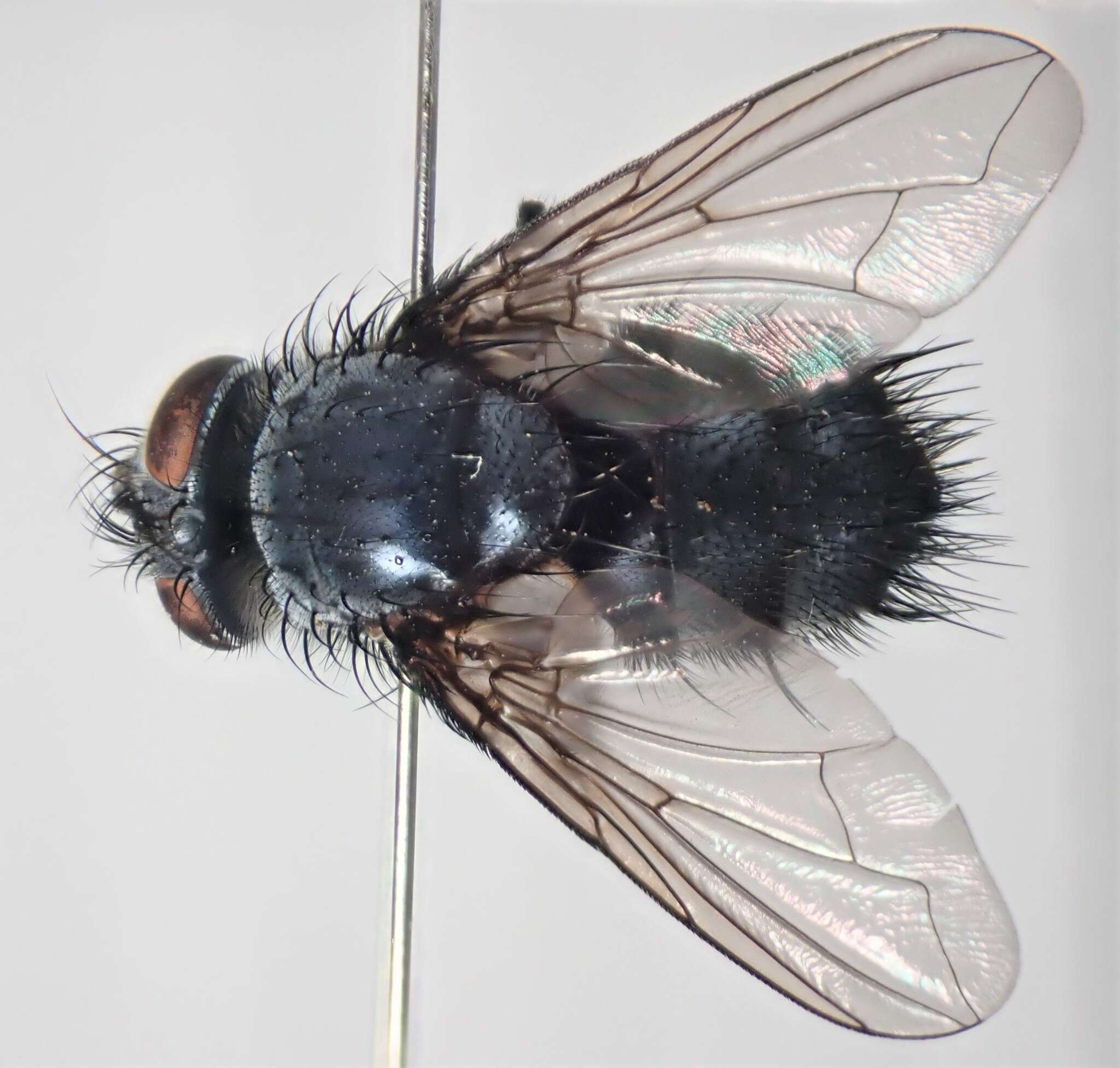 Image of Epicampocera